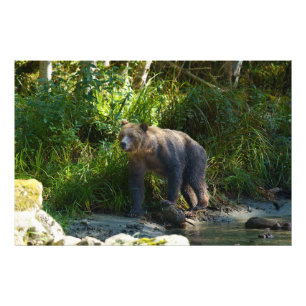 Wild Grizzly am Bute Inlet Fotodruck
