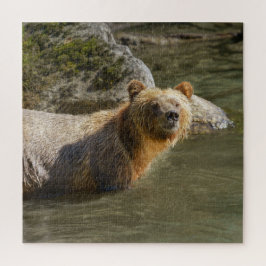 Wild Grizzly Bear am Fluss Orford