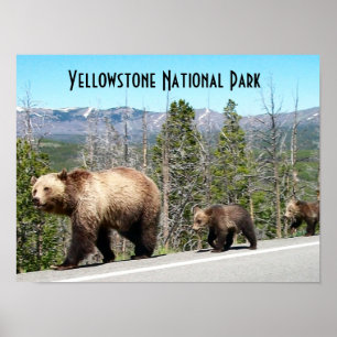 Wild Grizzly Bear Mama und Cubs in Yellowstone Poster