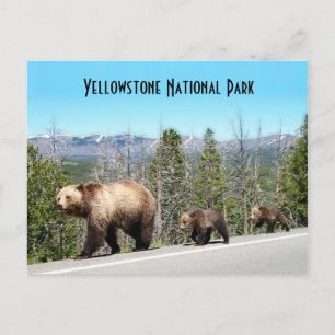 Wild Grizzly Bear Mama und Cubs in Yellowstone Postkarte