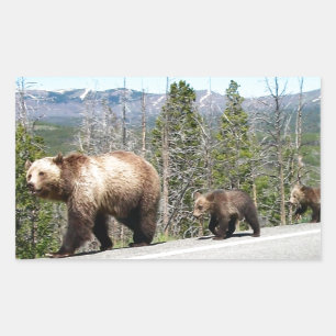 Wild Grizzly Bear Mama und Cubs in Yellowstone Rechteckiger Aufkleber