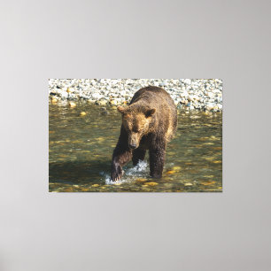 Wild Grizzly versucht Lachs an der Toba in Leinwanddruck
