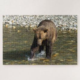 Wild Grizzly versucht, Lachs an der Toba zu fangen