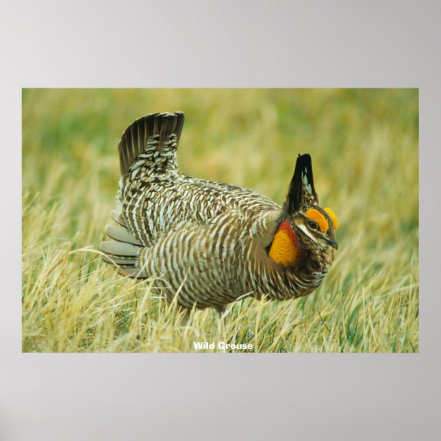 Wild Grouse Poster (Vorne)