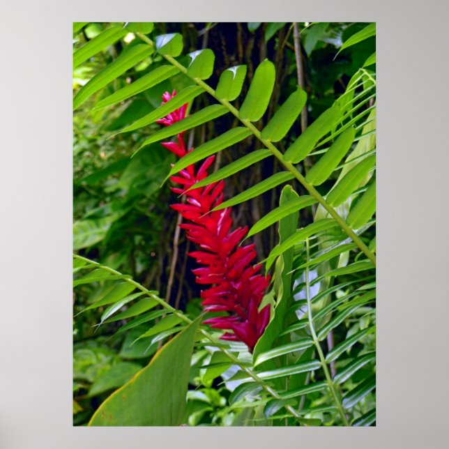 Wild Hawaiian Ginger & Ferns Poster (Vorne)