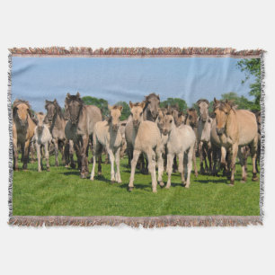Wild Herd Grullo Colored Dulmen Horses Foals gemüt Decke