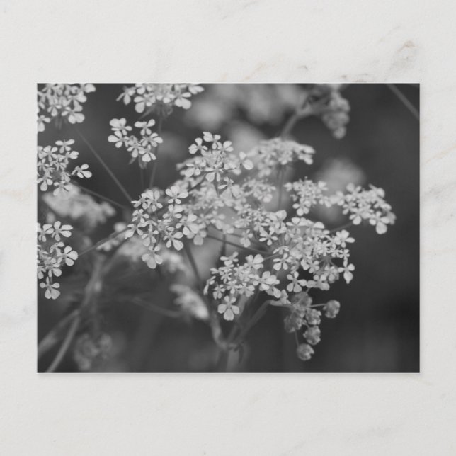 "Wild-Hog-Weed" Postkarte (Vorderseite)