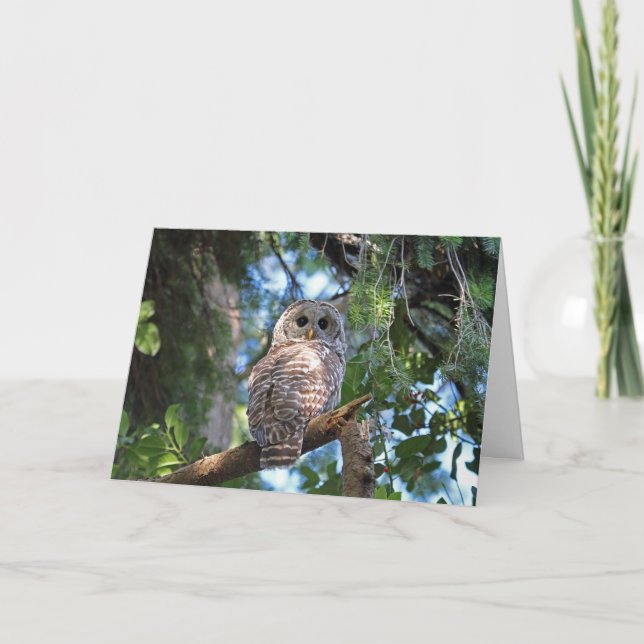 Wild-Hoot-Geflügel im Wald Karte (Vorderseite)