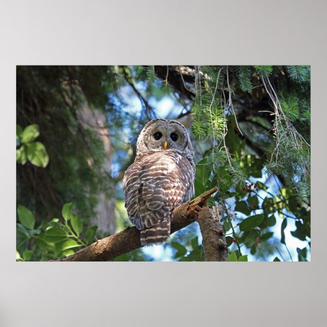Wild-Hoot-Geflügel im Wald Poster (Vorne)