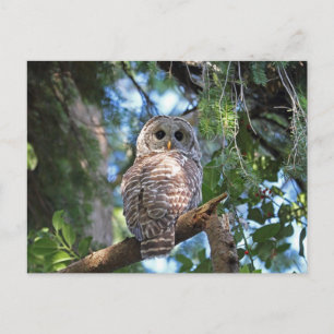 Wild-Hoot-Geflügel im Wald Postkarte