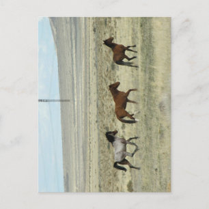Wild Hore Studs Postkarte