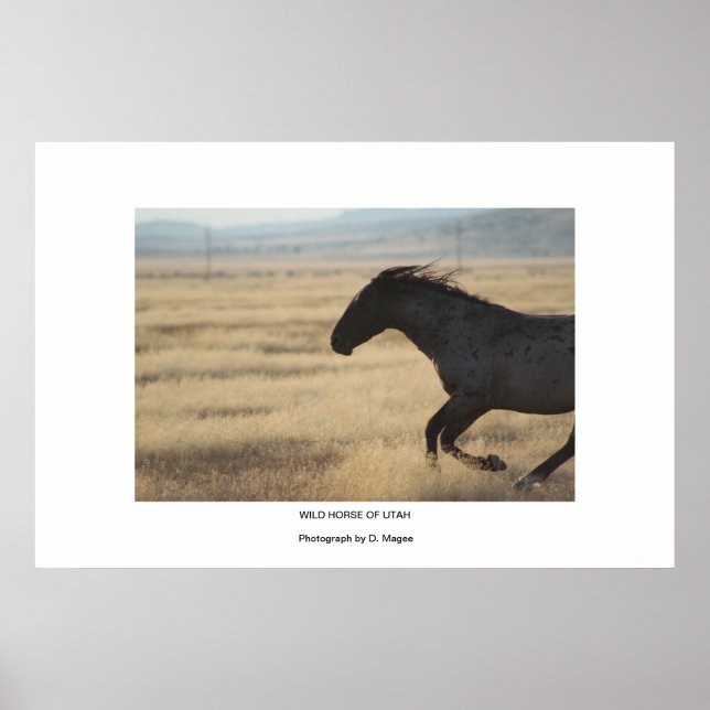 WILD HORSE DU POSTER PHOTOGRAPHIQUE DE L'UTAH (Devant)