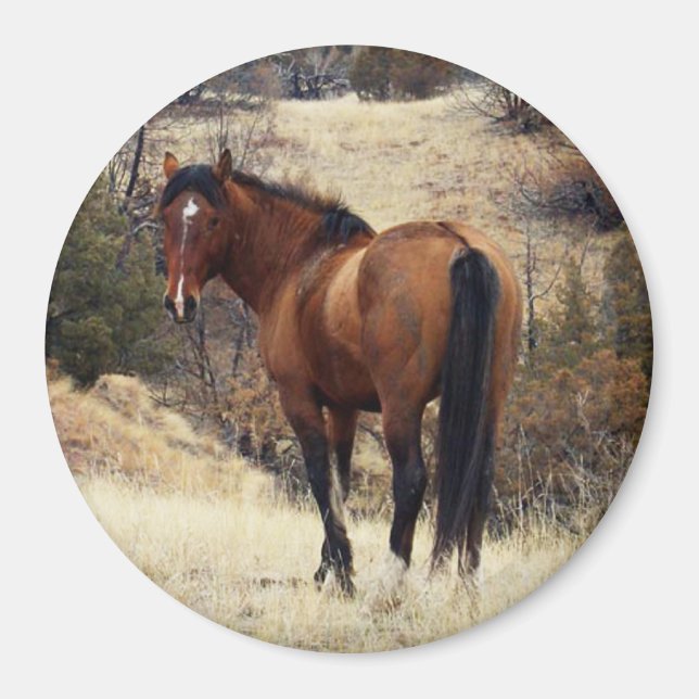 Wild Horse Magnet (Vorne)