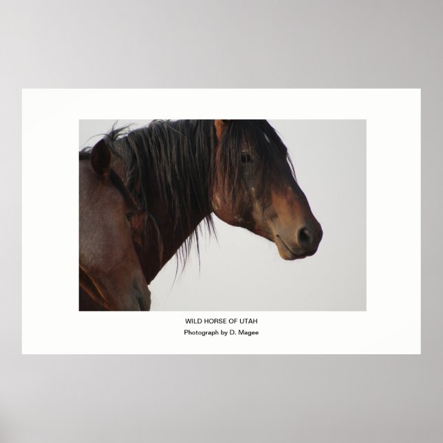 WILD HORSE OF UTAH PHOTOGRAPH POSTER (Vorne)