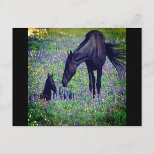 Wild Horse Postcard Postkarte