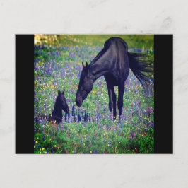 Wild Horse Postcard Postkarte