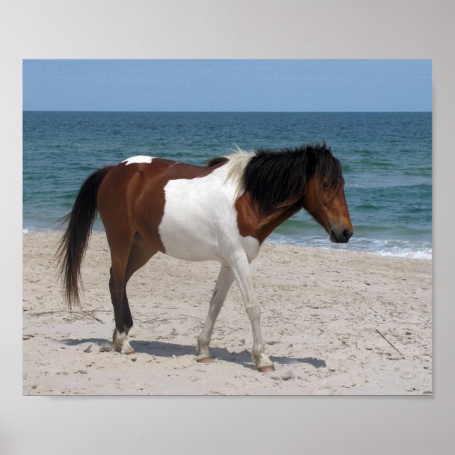 Wild Horse Poster (Vorne)