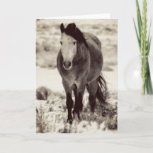 WILD HORSE VON UTAH Falted Grußkarte