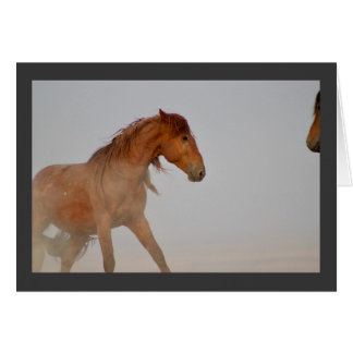 WILD HORSE VON UTAH IN WESTERN DESERT
