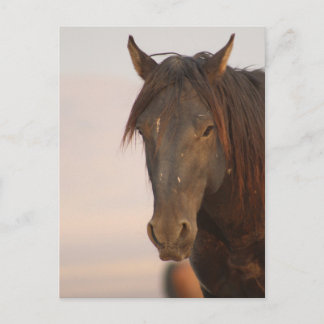 WILD HORSE VON UTAH IN WESTERN DESERT POSTKARTE