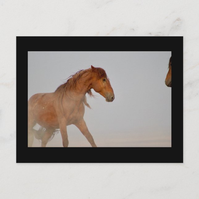 WILD HORSE VON UTAH IN WESTERN DESERT POSTKARTE (Vorderseite)
