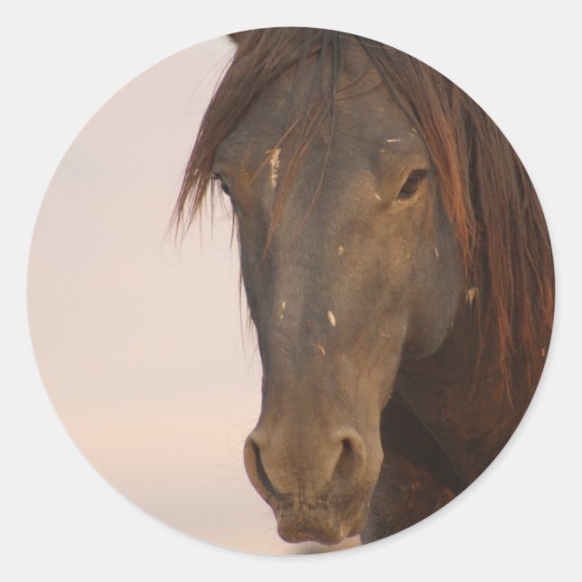 WILD HORSE VON UTAH IN WESTERN DESERT RUNDER AUFKLEBER (Vorderseite)