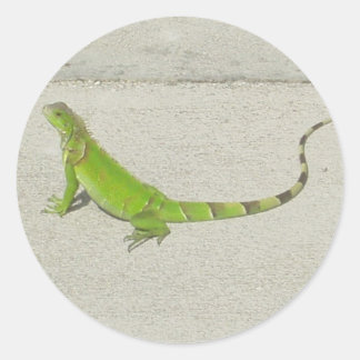 Wild Iguana Runder Aufkleber