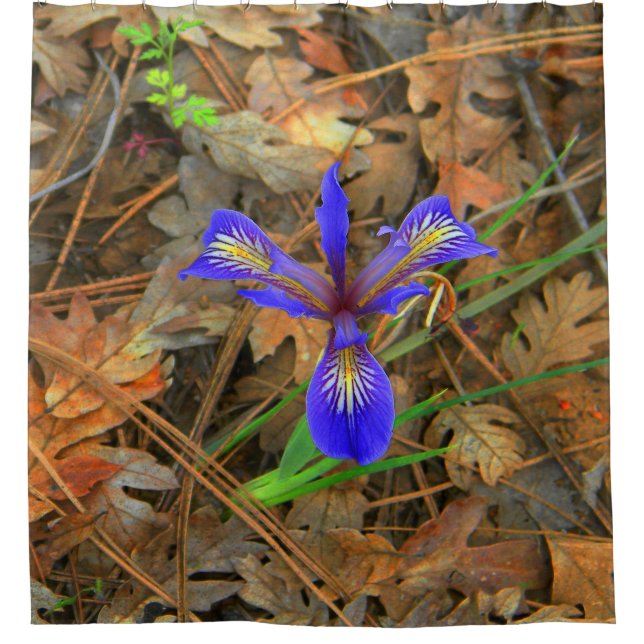 Wild Iris blüht.... Duschvorhang (Vorderseite)