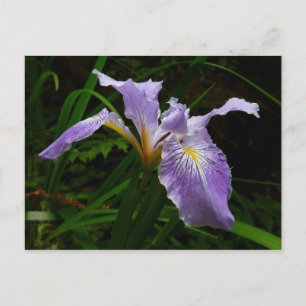 Wild Iris Blume Lila Floral Postkarte