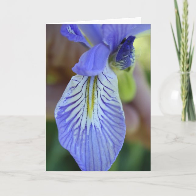 Wild Iris Greeting Card Karte (Vorderseite)