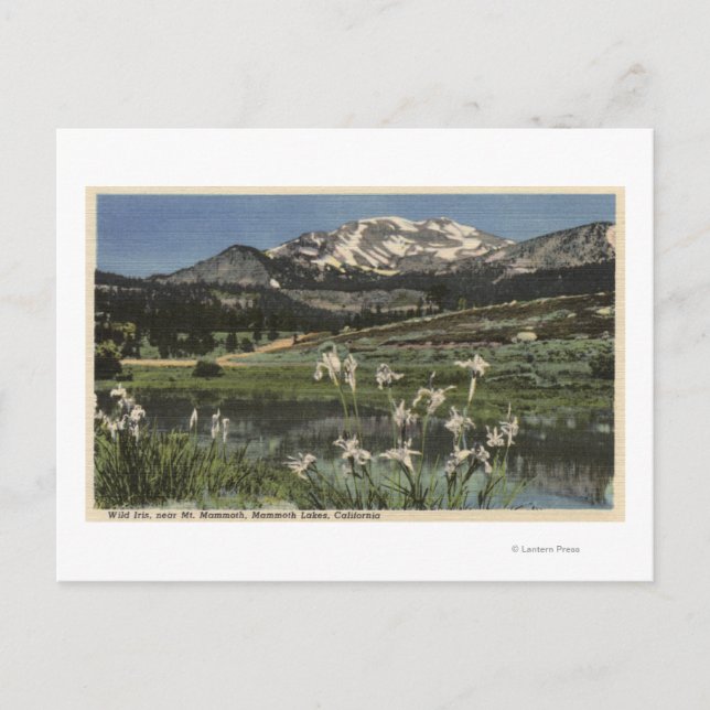 Wild Iris Growing nahe am Mammoth Postkarte (Vorderseite)