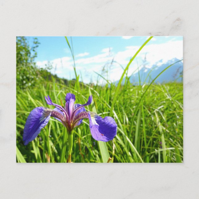 Wild Iris und Alaskan Landscape Postkarte (Vorderseite)