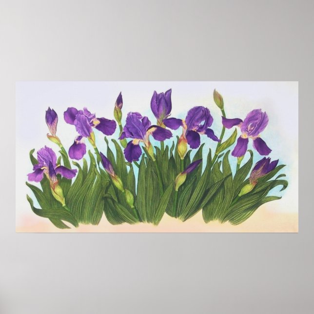 Wild Irises Poster (Vorne)