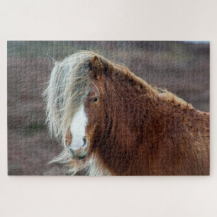Wild isländisches Pferd auf einem Feld