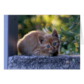Wild-Italienisches Kitten