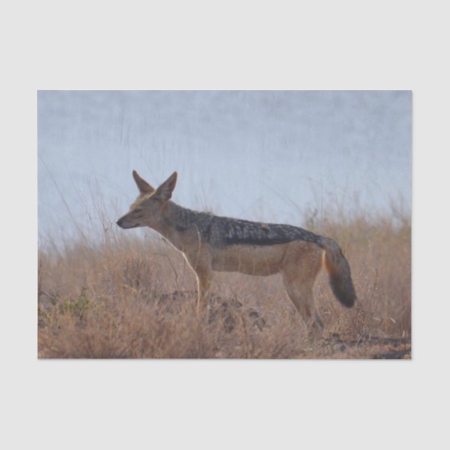 Wild Jackal Seidenpapier (Vorderseite)