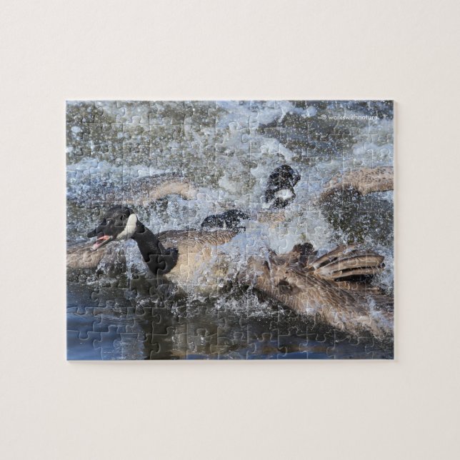 Wild (Kanada) Gänsejase: Die Spat bei Piper Spit (Horizontal)