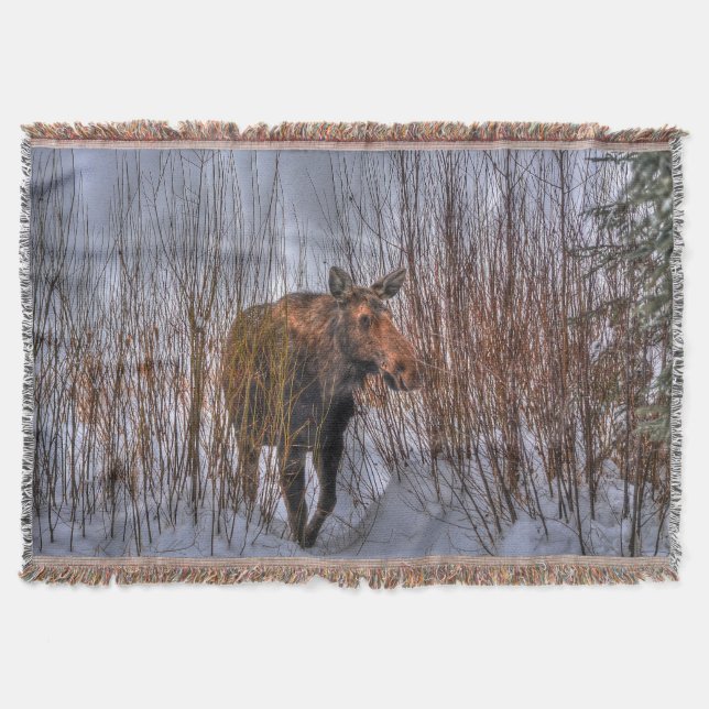Wild kanadische Elche im Winterschnee I Decke (Vorderseite)