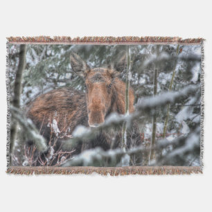 Wild kanadische Elche im Winterwald Decke