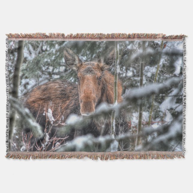 Wild kanadische Elche im Winterwald Decke (Vorderseite)