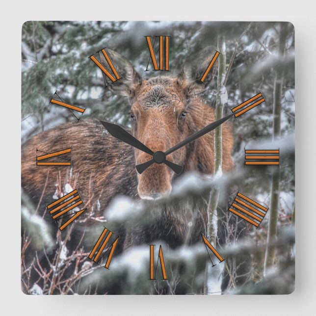 Wild kanadische Elche im Winterwald Quadratische Wanduhr (Vorderseite)