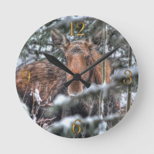 Wild kanadische Elche im Winterwald Runde Wanduhr