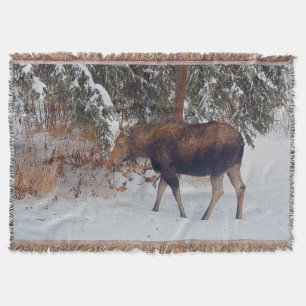 Wild kanadischer Elch im Winterschnee IV Decke