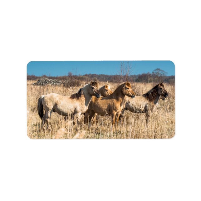 Wild Konik ponies Wicken Fen Cambridgeshire UK Adressaufkleber (Vorne)
