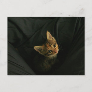 Wild L. Postkarte