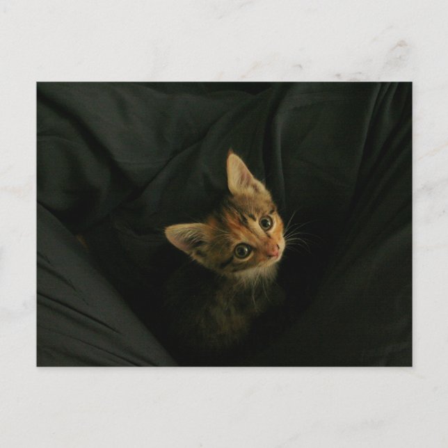 Wild L. Postkarte (Vorderseite)