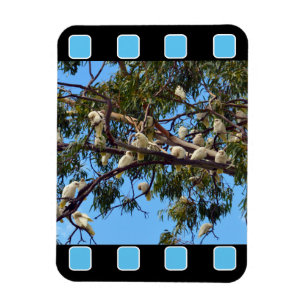 wild lebende australische Kakados in Gum Trees, Magnet
