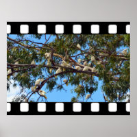 wild lebende australische Kakados in Gum Trees,