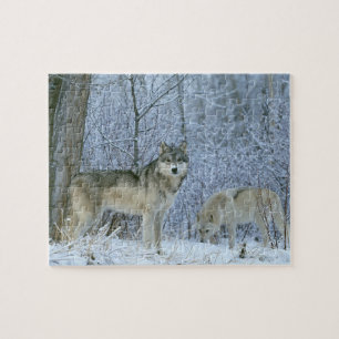 Wild lebende Tiere Puzzlespiel-Wölfe
