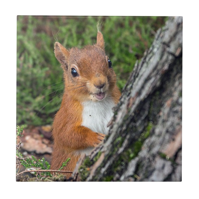 wild lebende Tiere rotes Eichhörnchen Fliese (Vorderseite)